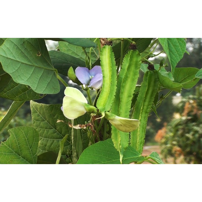 5 Lạng hạt giống đậu rồng ( gói 500 gram)