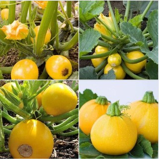 Hạt Giống Bí Ngòi Tròn Vàng - 1 gói 2gram