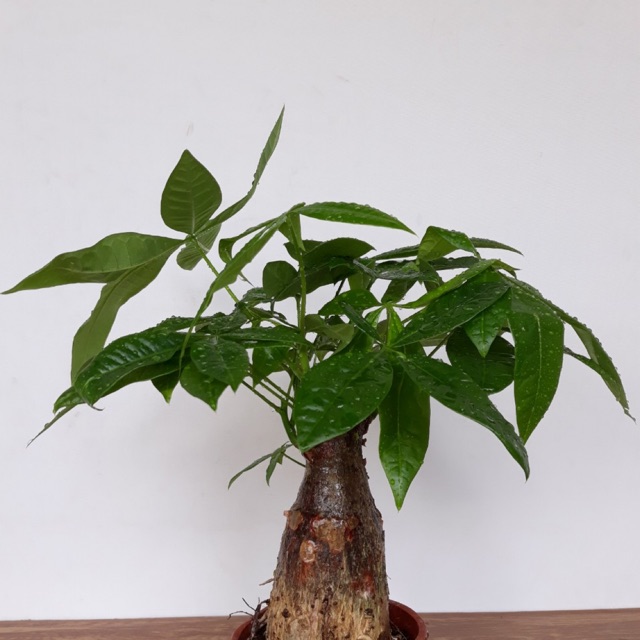 Cây Kim Ngân Một Thân - Cây Phong Thủy Để Bàn
