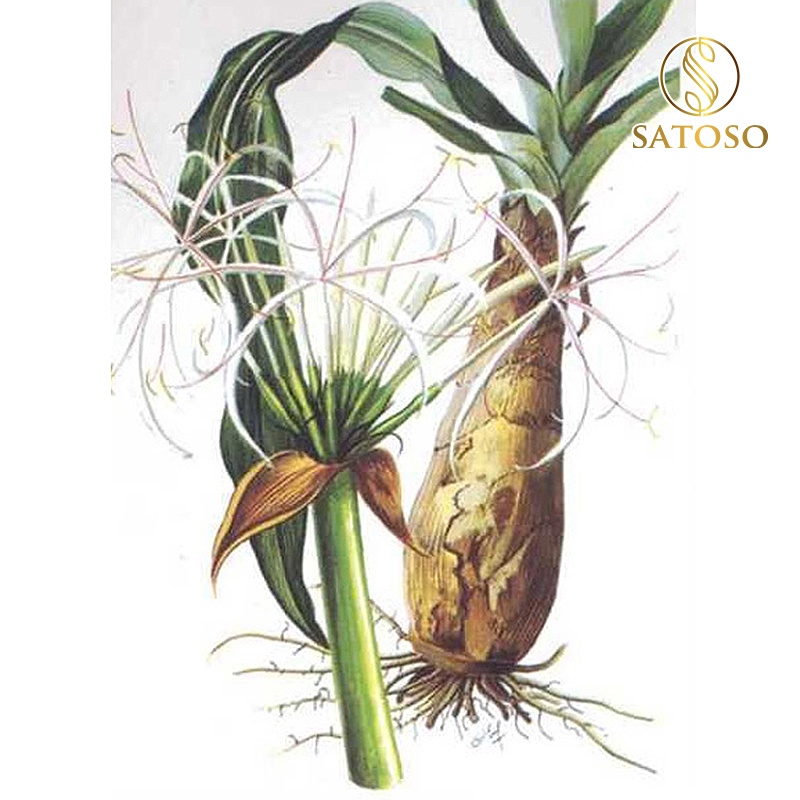 Cây náng hoa trắng khô tốt cho người phì đại tiền liệt tuyến SATOSO 1kg SA90