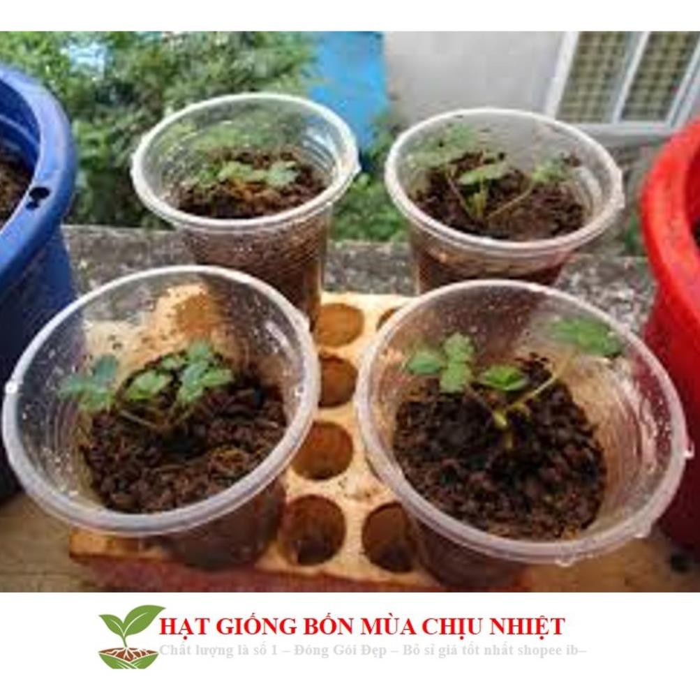 Gói 50 Hạt giống Dâu tây Đỏ QUẢ SIÊU TO và NĂNG SUẤT QUẢ SIÊU TO và CHỊU NHIỆT F1