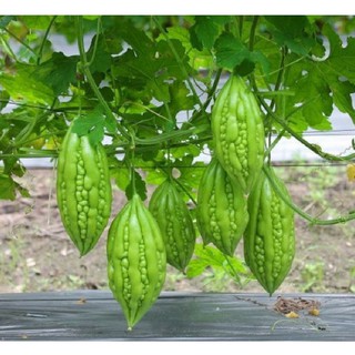 10 Hạt giống mướp đắng (khổ qua mỡ F1 )