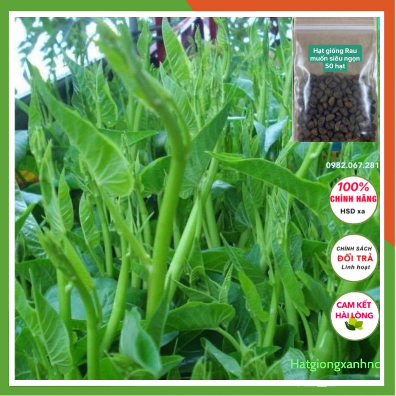 Hạt giống rau muống siêu đọt (siêu ngọn) thái lan, ngon giòn dễ trồng