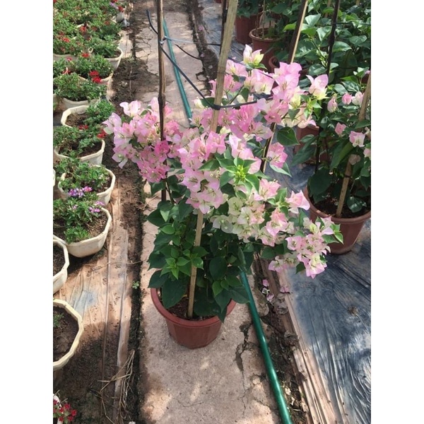 Hoa giấy màu phớt hồng sakura