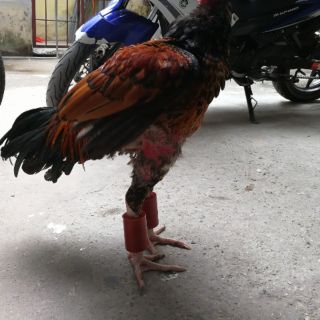 Combo 2 đôi Tạ đeo chân tập lực cho gà