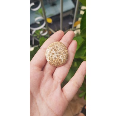 San hô hóa thạch