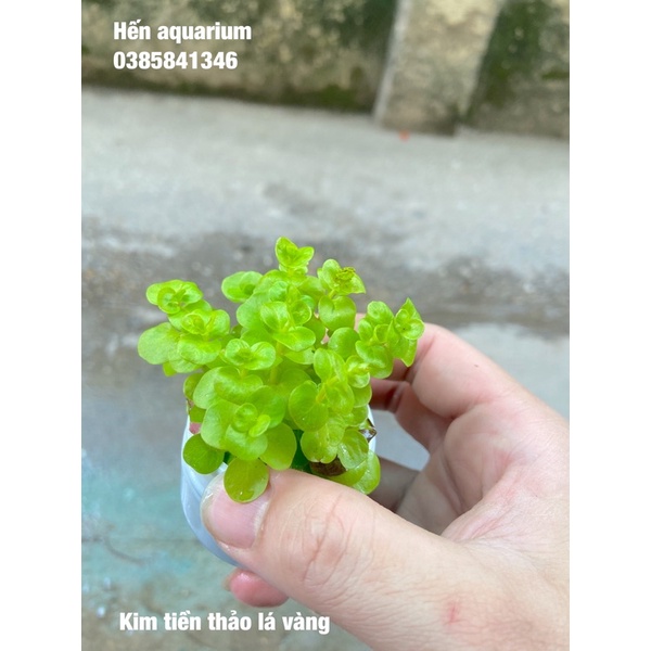 Cây thuỷ sinh táo vàng ( kim tiền thảo ) combo 8️⃣ k- Cây cắt cắm siêu khoẻ cho người mới chơi