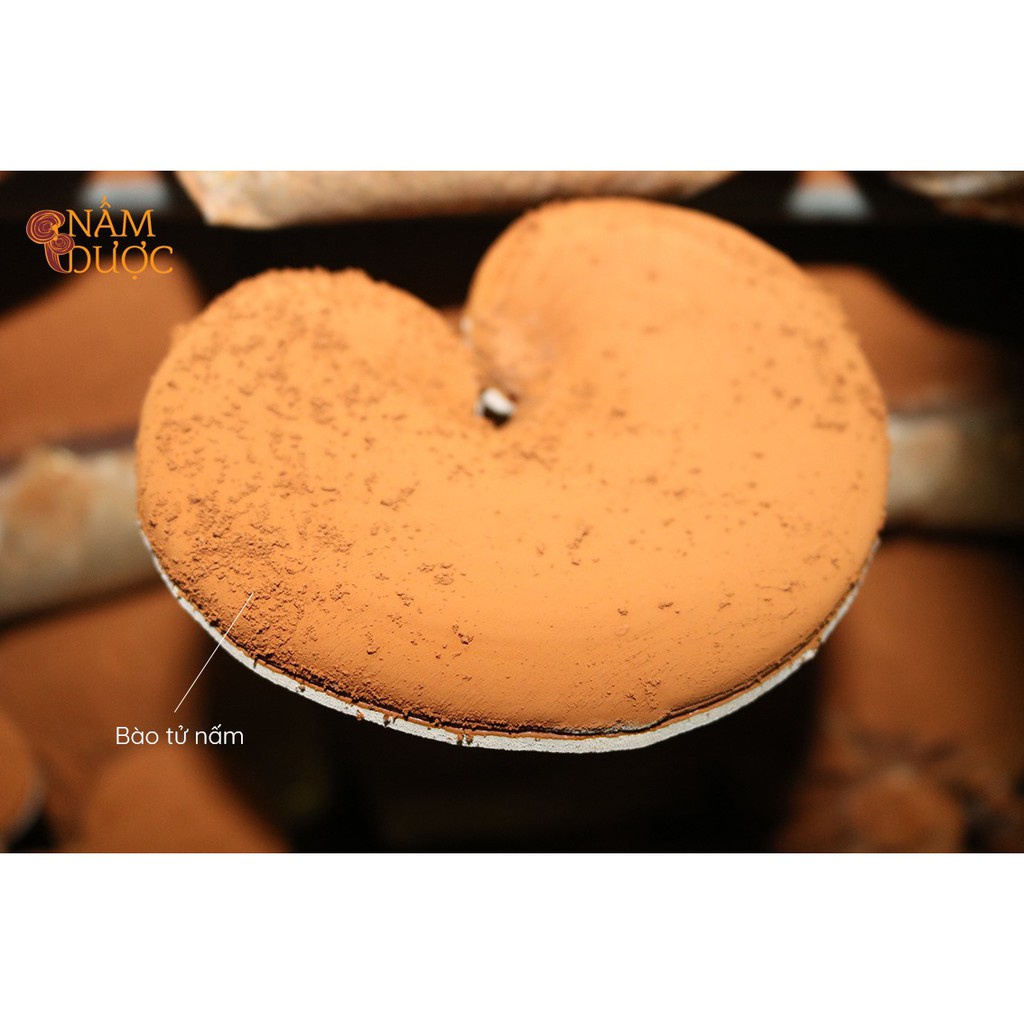 Nấm Linh Chi PLN Nguyên Tai Hộp 250gr XCGT | BigBuy360 - bigbuy360.vn