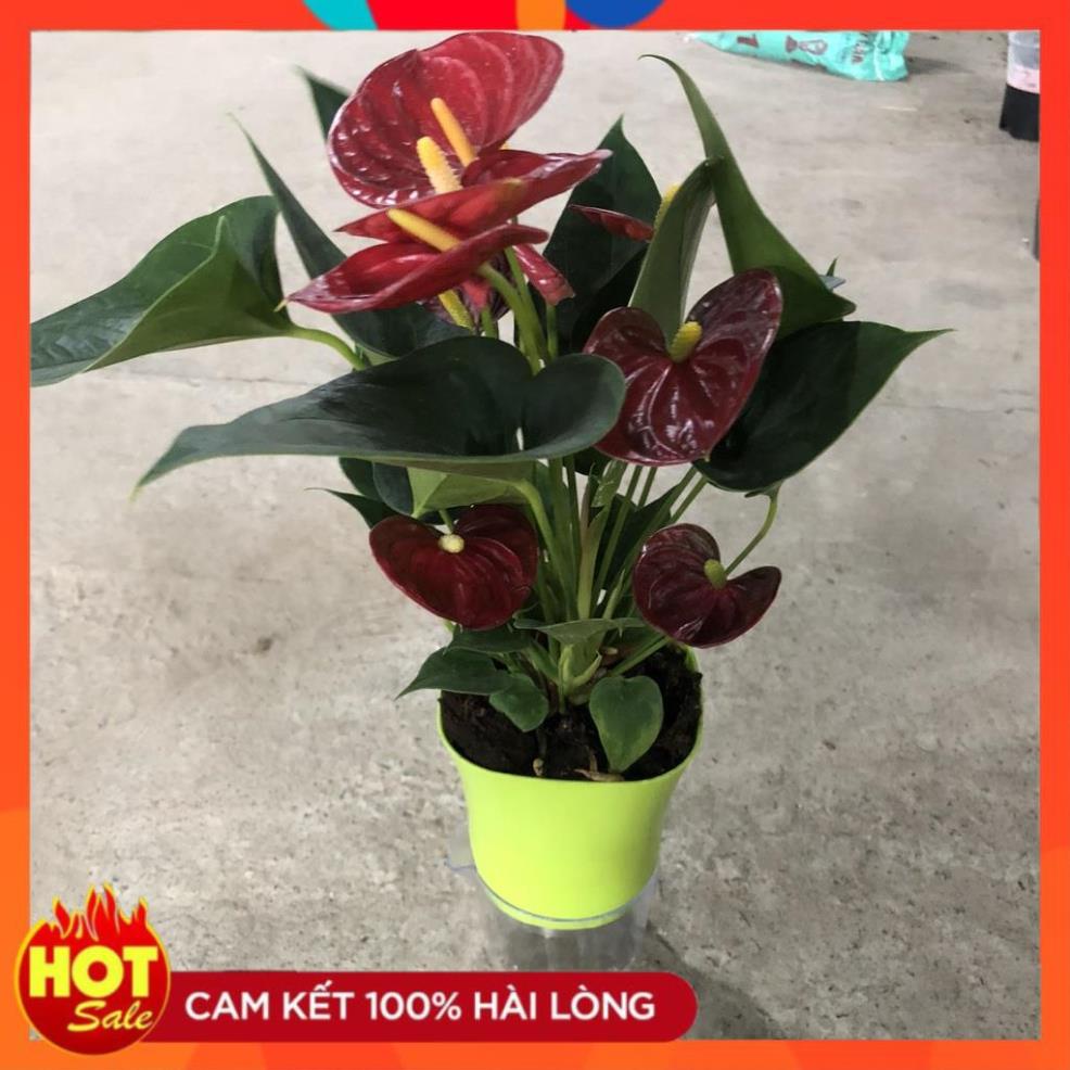 Cây hồng môn đỏ thủy sinh, Chiều cao 20cm hoa đỏ tươi bụi sum suê lá trái tim bắt mắt