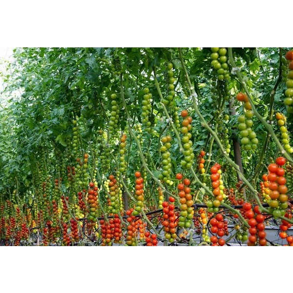 Hạt giống cà chua bi chùm siêu quả F1