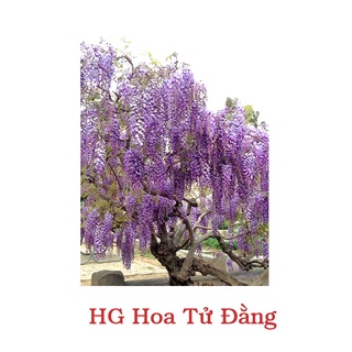 Hạt giống hoa tử đằng gói 5 hạt