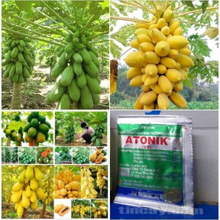 COMBO 4 gói đu đủ ( 2 đu đủ da vàng gói 5 hạt - 2 đu đủ lùn xanh gói 5 hạt  ) TẶNG 1 kích mầm
