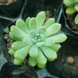 sen đá Thược dược