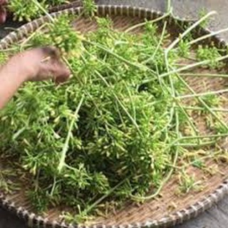 Hoa đu đủ đực khô 100g