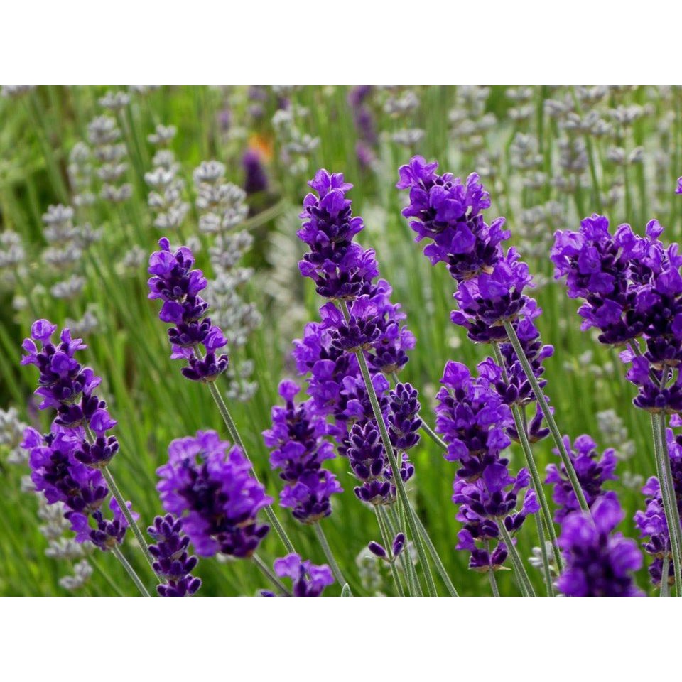 HẠT GIỐNG HOA OẢI HƯƠNG HOA LAVENDER