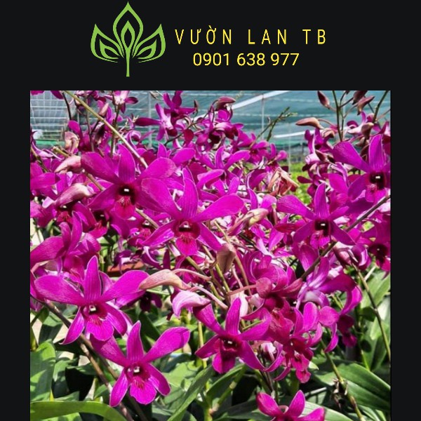 Denro nắng cred sắp hoa