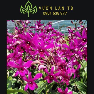 Denro nắng cred sắp hoa
