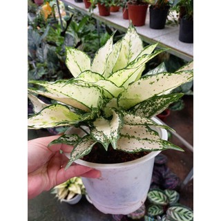 🌿Cây Ngọc Bích 🌿