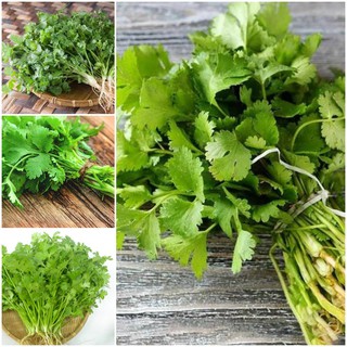 Hạt Giống RAU MÙI Hạt  TO F1 - CHỐNG CHỊU SÂU BỆNH Gói 5 gram