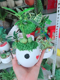 Chậu cây may mắn 5 củ