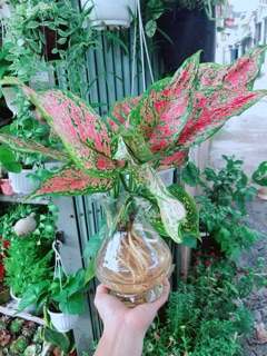 Chậu Cây Vạn Lộc Thuỷ Sinh