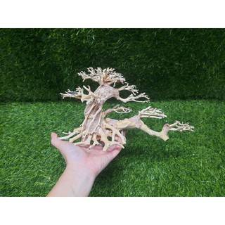 Lũa Bonsai nghiêng số 2 cấy rêu.( N25-C15)