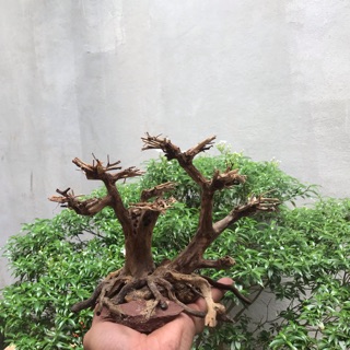 Cây bonsai C17XD20