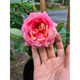 Cây hoa hồng Camellia (chỉ hỗ trợ ship Miền Nam, do cây không ship xa được)