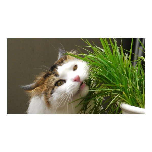 Hạt giống cỏ lúa mì (lúa mạch) cho mèo