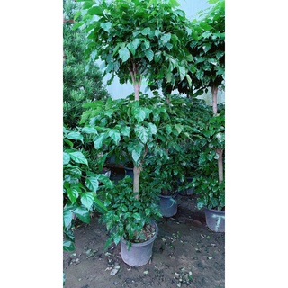 Cây hạnh phúc 3 tầng lớn