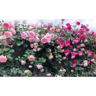 Chế Phẩm Nấm Ủ Đối Kháng TRICHODERMA