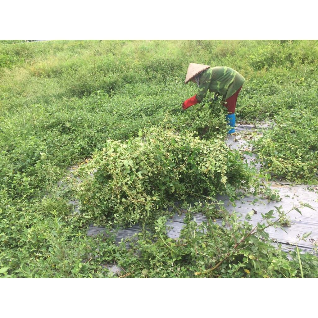 Cao Cà Gai Leo 100gr  - Nông Dược Yên Bái