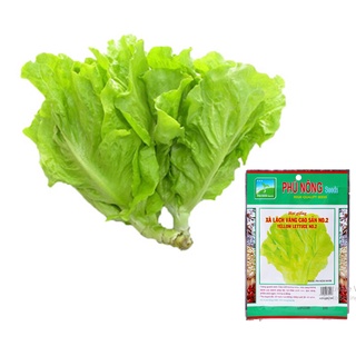 Hạt Giống Rau Xà Lách (Dún) Vàng Cao Sản Dễ Trồng Gói 10g Phú Nông - Tỉ lệ nảy mầm cao; sinh trưởng mạnh, kháng bệnh tốt