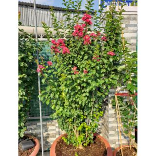 Tường Vi đỏ.... siêu hoa...