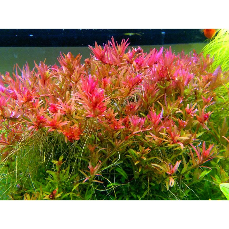 Cây Thủy Sinh VẢY ỐC HỒNG BÒ 25K/15ngọn - Cây cắm cắm đẹp