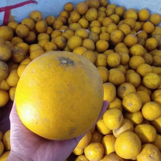 Cây Giống Bưởi Diễn (cây ghép thuần chủng F1)