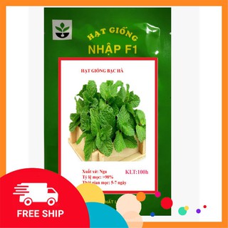 Hạt giống bạc hà 100 hạt