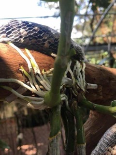 Thuốc kích rễ exotic hoa lan
