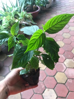 Combo 50k/4 bầu Cẩm tím + Đỏ
