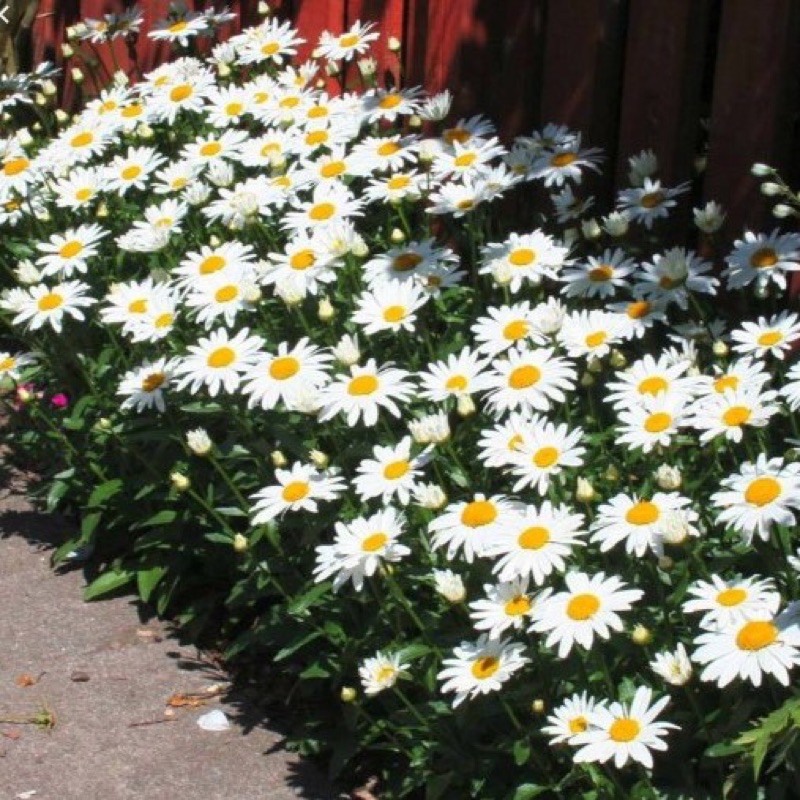 Hạt Giống Hoa Cúc Chi Trắng 60cm Shasta | SL: 100 HẠT