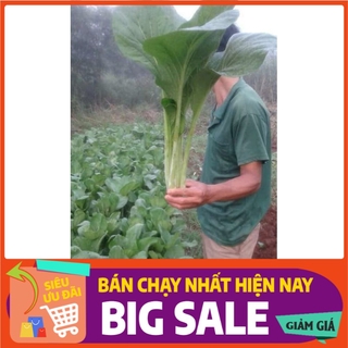 [ Hạt Giống Xanh ] 10gram - Hạt giống cải ngọt khổng lồ Dynamic Thái Lan