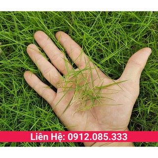 Hạt giống cỏ nhung nhật, cỏ nhật được trồng làm cỏ sân vườn, cảnh quan, khuôn viên, sân gofl gói 500g