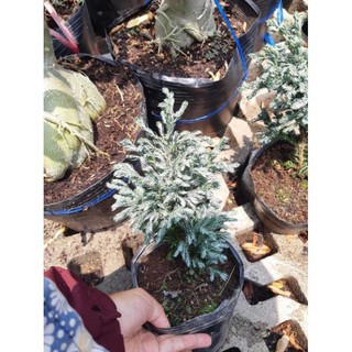 tuyết tùng size lớn