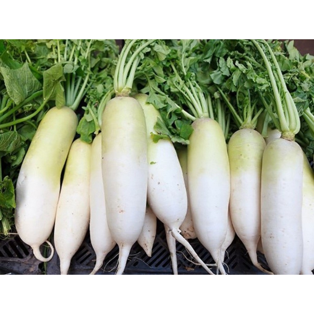 Hạt giống củ cải lu bú, củ cải trắng (tặng kèm phân)