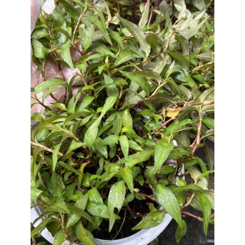 Chậu rau răm 100% rau sạch