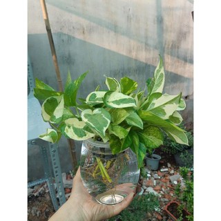 trầu bà thủy sinh