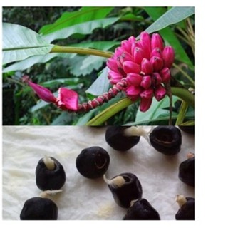 Hạt giống Chuối đỏ Dacca - Gói 3 hạt
