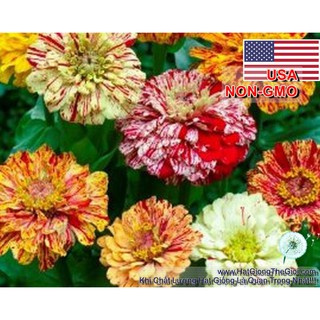 Hạt Giống Hoa Cúc Lá Nhám - CandyStripe