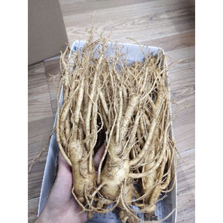 Sâm Hàn 10 củ 1KG