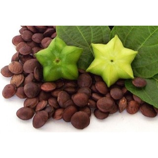 2 kg hạt sachi đã rang chín-dinh dưỡng cho cả nhà- quà tặng từ Tây Nguyên